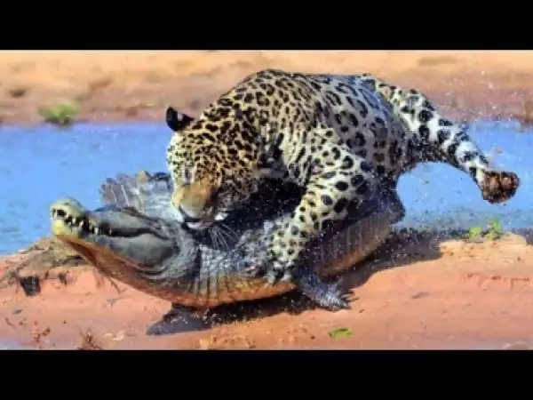 Video: ANIMAL ATTACKS - Most Spectacular Animals Hunting Compilation including Lions Mongoose Jaguar